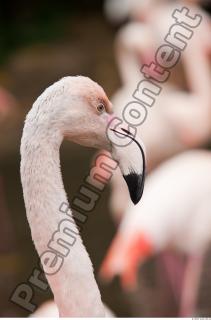 Head texture of pink flamingo 0004